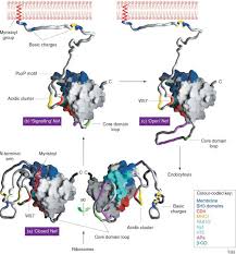Pin On Graphical Biology