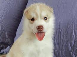 Carlina Sandilee Photography