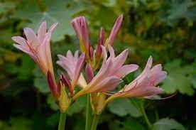 These flowers look like they stepped right off the death star, resembling the mask of popular star wars character darth vader. Trying To Identify A Small Lily Like Flower From Memory Flowers Forums