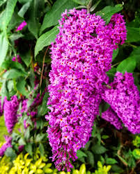 Image result for Buddleja davidii