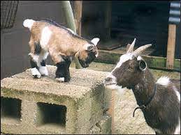 Check spelling or type a new query. Pygmy British Goat Society