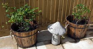 Feb 16, 2021 · plants growing in soil that has too much copper are unable to absorb iron which causes iron chlorosis, advises the university of illinois extension. Tips For Growing Blueberries In Containers Gardener S Path