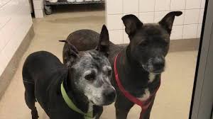 Our vision at petco is healthier pets. 2 Senior Dogs Abandoned By Owners Inside Petco Restroom In Michigan