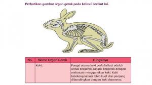Download soal tema 8 kelas 5 sd mi tentang lingkungan sahabat kita dan kunci jawaban kurikulum 2013 revisi. Kunci Jawaban Buku Tematik Tema 1 Kelas 5 Sd Halaman 10 11 12 13 14 15 16 17 18 Organ Gerak Hewan Halaman All Tribun Ambon