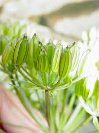 Image result for Afroligusticum runssoricum