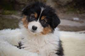 With this color scheme, they look like a leaner version of the bernese mountain dog. Unsere Nachzucht Galerie Australian Shepherds Roc
