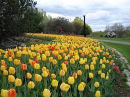 The Tulip Festival Of Kashmir Valley Srinagar Tulip Festival Unique Gardens Landscaping Garden Plants