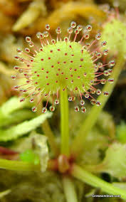 Image result for Drosera pilosa