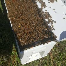The f1 buckfast queens are open mated and are bred using uk based genetics so they are able to thrive in they are hand grafted from some of the best performing uk based colonies, selected from over 5000 colonies. Bee Nucs For Sale Quality Honey Bee Packages From Bee Serious Llc
