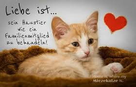 Liebe Ist Katzenspruche Katzen Zitate Katzen Lustige Spruche