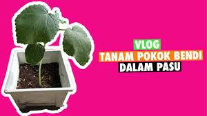 Kacang tanah bisa tumbuh dengan baik pada tanah yang. Tanam Pokok Bendi Dalam Pasu Youtube