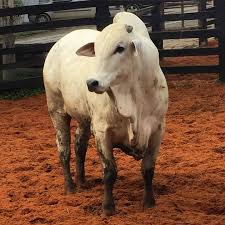 1 121 Curtidas 3 Comentarios Nelore Modelo Nelore Modelo No Instagram Genetica E Qualidade Vs Assessoriagenetica Animals Cow Farm