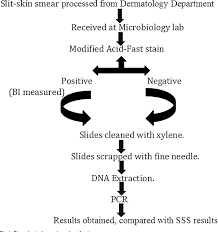 figure 1 from evaluation of polymerase chain reaction pcr