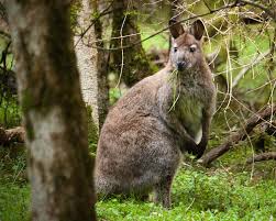 • rodent droppings, webbing from moths, live or dead insects. Managing Animal Pests Environment Canterbury