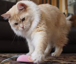 Top 10 Kid Friendly Cat Breeds Best Cats For Children Fluffy Cat Breeds Cat Breeds Ragamuffin Cat