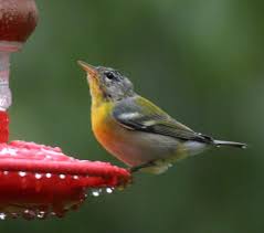 Juvenile Northern Parula