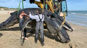 When humpback whales sound (go into long or deep dives) they usually throw their fluke upward, exposing their black and white patterned undersides. Humpback Whale Found Dead In A Beach In Southern France Mercopress