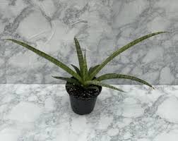 Image result for Sansevieria sinus-simiorum