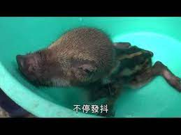 Bb, bb, or similar, may refer to: Cuteçˆ†é‡Žè±¬bb é€£è‡å¸¶å¢®å¡ Youtube