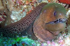 They are mainly marine, but some species can be found in brackish water, and a very few species live in fresh water. The Giant Moray Whats That Fish