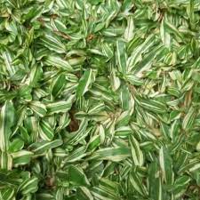 Untuk lebih jelas lihatlah pada foto. Jual Rumput Gajah Mini Varigata 1 Meter Terbaru Juli 2021 Blibli
