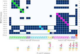 E. coli-ΦX174 genotype to phenotype map reveals flexibility and diversity  in LPS structures | bioRxiv
