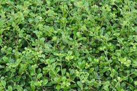 Image result for Streblus