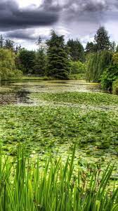 Download Wallpaper 720x1280 Swamp Grass Trees Samsung Galaxy S3 Hd Background Beautiful Blog Pond Life Green Fields