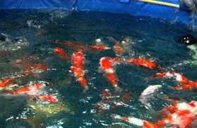 Pasang juga saluran di bagian tengah kolam atau juga bisa dipasang bat yakni seperti kubangan sehingga bisa lebih mudah saat panen. Berbagai Cara Budidaya Ikan Koi Di Kolam Terpal Simple Pusat Ikan Koi