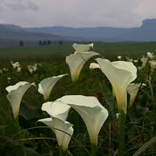 Image result for Zantedeschia aethiopica
