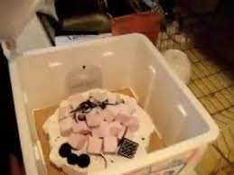 Parents may receive compensation when you click through an. Korean Ice Cream Cakes Youtube