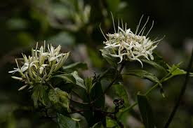 Image result for Pavetta sp. A