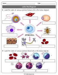 Printable animal cell diagram to help you learn the organelles in an animal cell in preparation for your test or quiz. Human Cells And Blood Cells Label The Various Cells Diagram Tpt