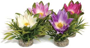 Where to buy lotus flowers uk. Sydeco Lotus Flower Aquarium Plant