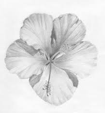 See pencil drawing flower stock video clips. Pin By Nina Wellman On Drawings Pencil Drawings Of Flowers Realistic Flower Drawing Flower Drawing