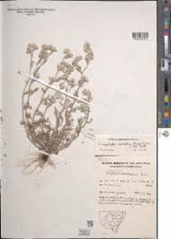 Image result for Vellereophyton dealbatum