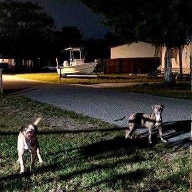 A Florida woman has been arrested and charged with manslaughter following a  dog attack that left 61-year-old Jodi Cowan dead. According to the Brevard  County Sheriff's Office, Cowan was walking her dog