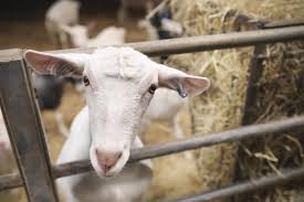How To Know If A Goat Is Sick