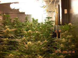 That said, you can flower with cooler lights. Lec Vs Induction Vs Plasma Grow Lights What S The Difference Grow Weed Easy