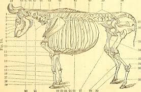 The knee joint is the largest joint in the body and is primarily a hinge joint, although. Identification Cattle Hock Bone