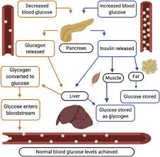 Jul 15, 2021 · may 14, 2021 · carbohydrates are 1 of 3 macronutrients (nutrients that form a large part of our diet) found in food. Carbohydrates Sciencedirect