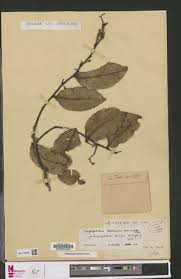 Image result for Scytopetalum pierreanum