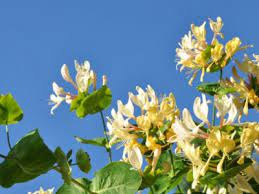 Check spelling or type a new query. The Honeysuckle Plant Growing And Caring For Honeysuckle Vines