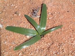 Image result for Drimia elata