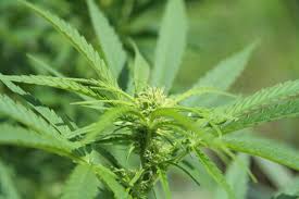 Imagini pentru cannabis sativa