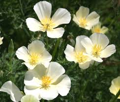 Image result for Eschscholzia
