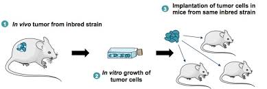 For animal cell culture the cells are taken from the organ of an experimental animal. Syngeneic Mouse Models Oncology Genoway