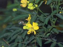 Image result for Senna floribunda