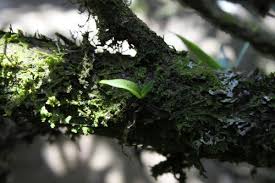 Image result for Angraecum chamaeanthus