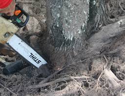 As this outer layer is still alive and growing, the liquid will help carry the herbicide. Improve Health Maintenance Landscape Plants Edward F Gilman Uf Ifas